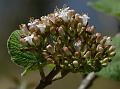 Himalayan Wayfaring Tree